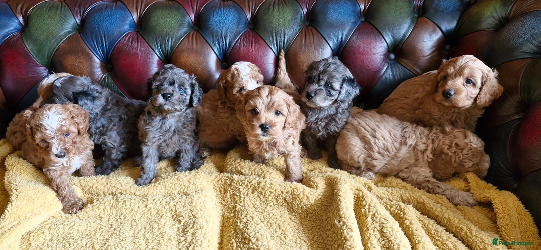 Cavapoo dogs for sale: Gorgeous f1b Cavapoo puppys.Health tested parents  - Image 33
