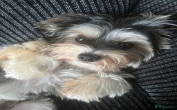 Yorkshire Terrier dogs for sale: Yorkshire Terrier tri colour (biewer)  - Image 3