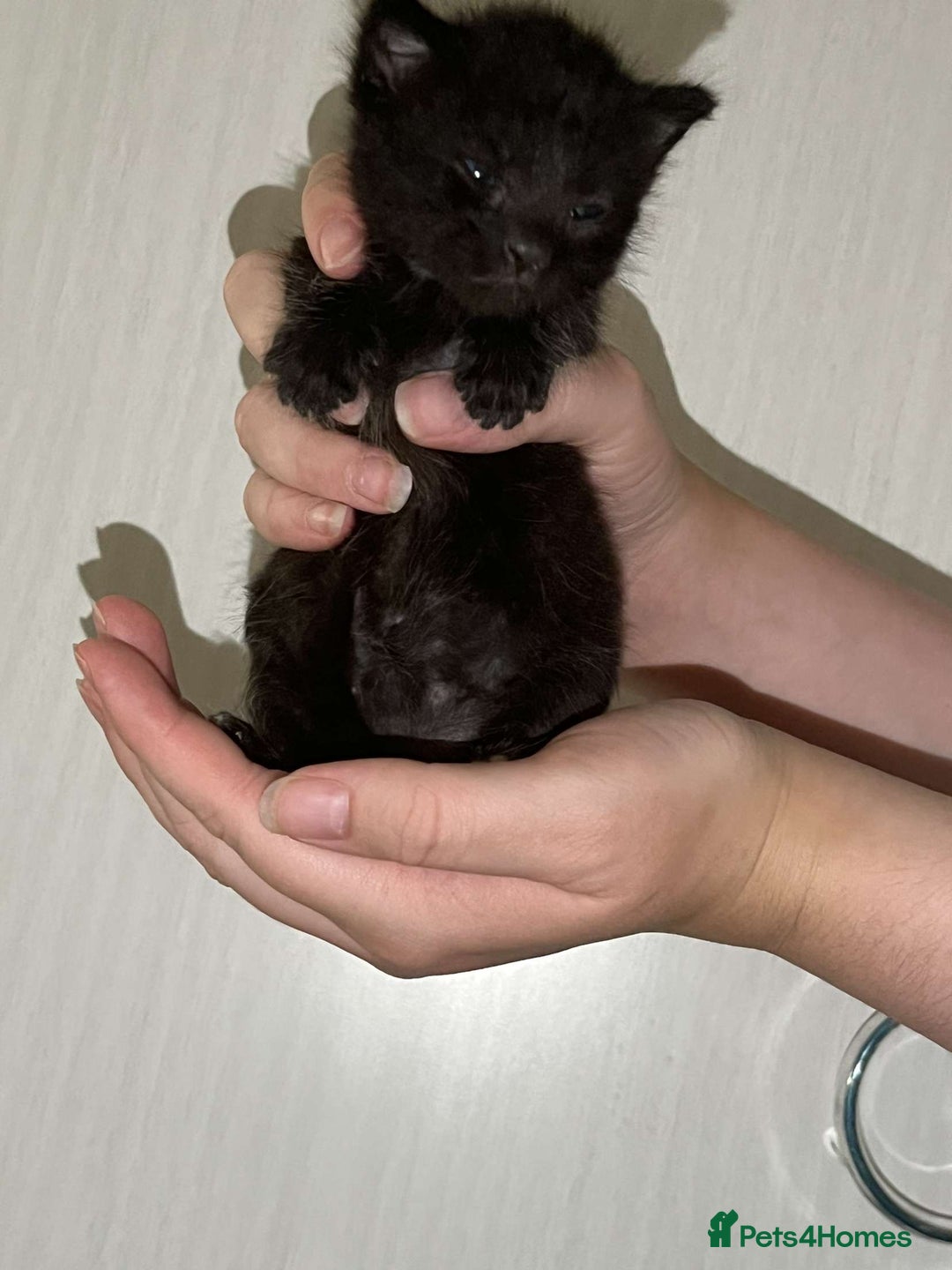 Mixed Breed cats for sale: Gorgeous kittens for sale  - Image 12