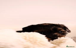 Mixed Breed dogs for sale: 8 UNIQUE Spaniel x Poodle Puppies - Image 19