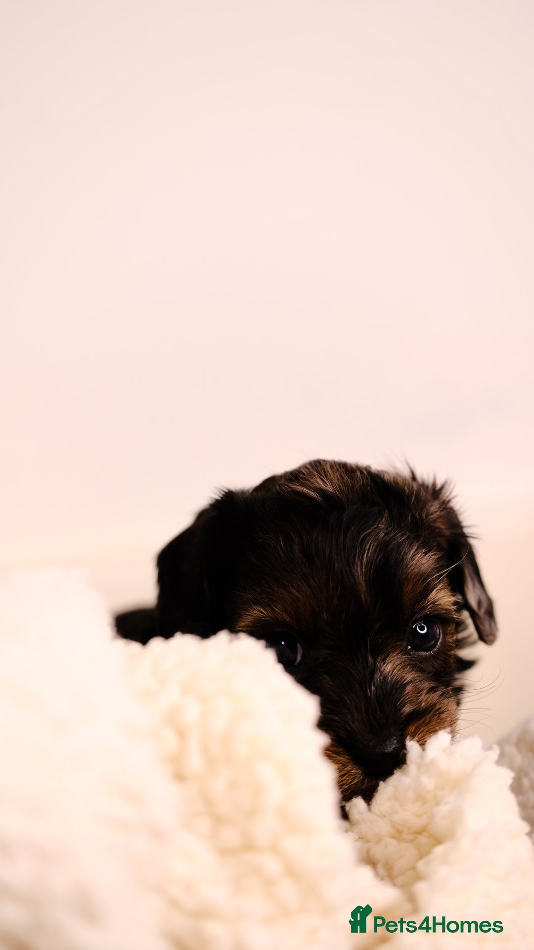 Mixed Breed dogs for sale: 8 UNIQUE Spaniel x Poodle Puppies - Image 19