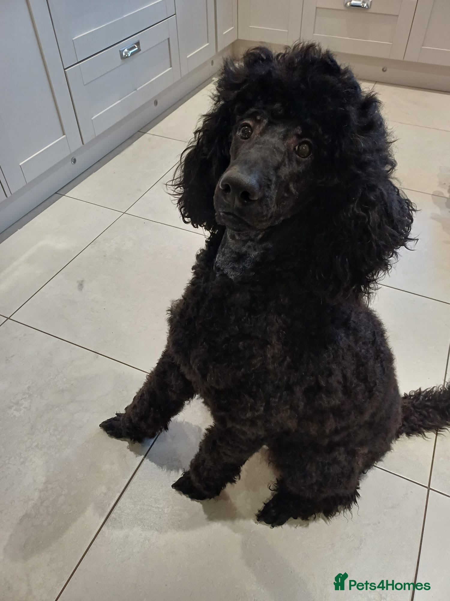 Standard Poodle dogs Hugo Standard Poodle available for stud  - Advert 18