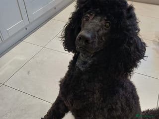 Standard Poodle dogs Hugo Standard Poodle available for stud - Advert 18