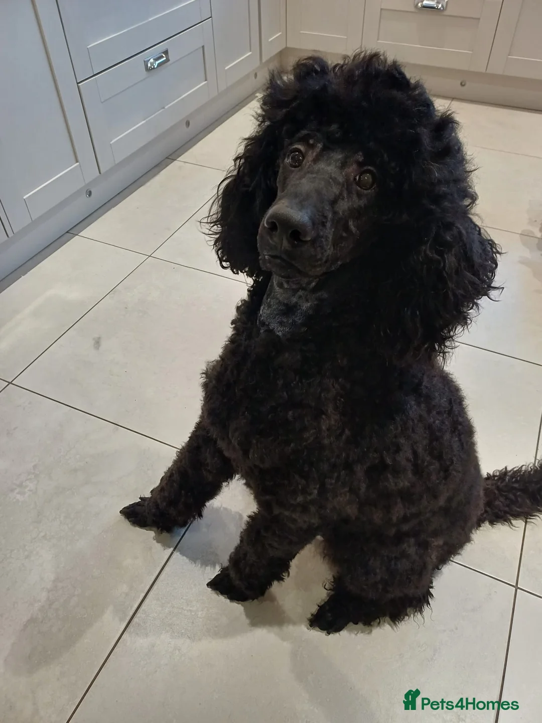 Standard Poodle dogs for stud: Hugo Standard Poodle available for stud  - Advert 1