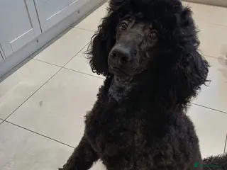 Standard Poodle dogs Hugo Standard Poodle available for stud - Advert 8