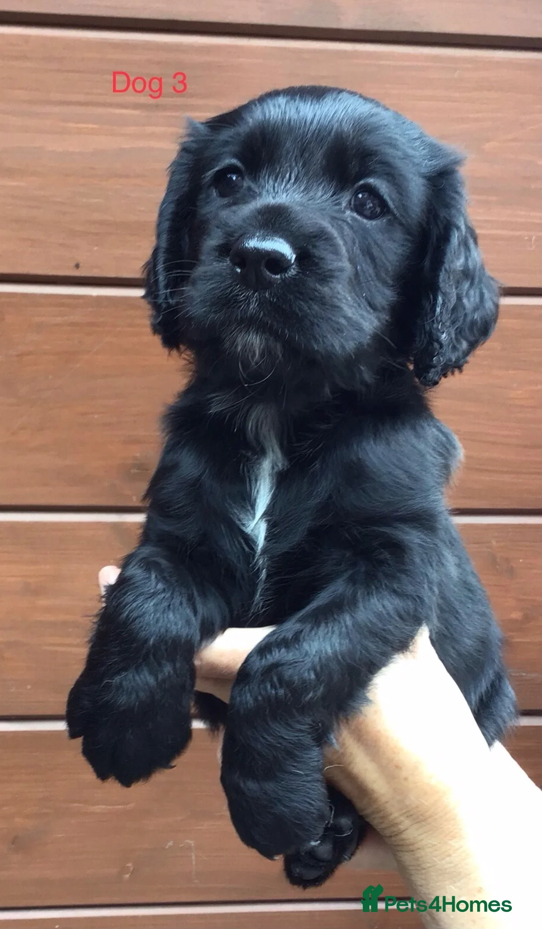 Cocker Spaniel dogs for sale: Cocker Spaniel puppies  in Stourport-on-Severn - Advert 10