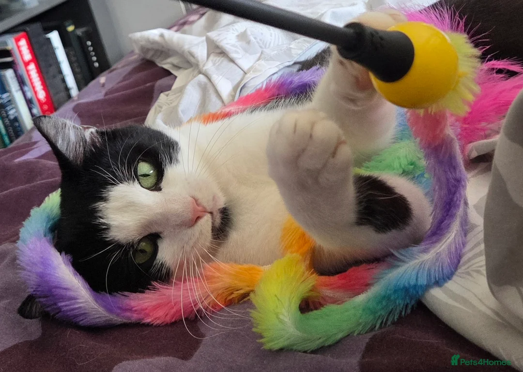 Mixed Breed cats for sale: Tuxedo Male - Advert 1