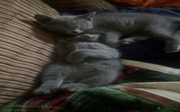 Russian Blue cats for sale: Pure Russian Blue Kittens  - Image 17