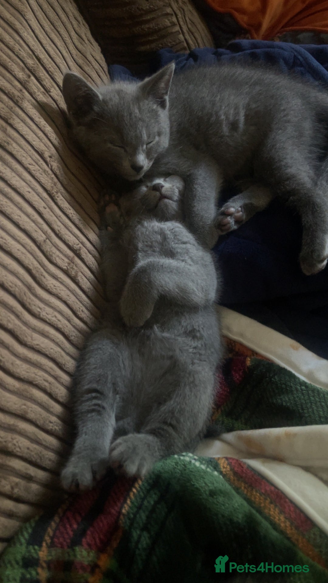Russian Blue cats for sale: Pure Russian Blue Kittens  - Image 17