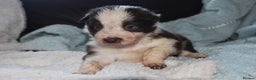 Border Collie dogs for sale: chunky collie pups - Advert 7