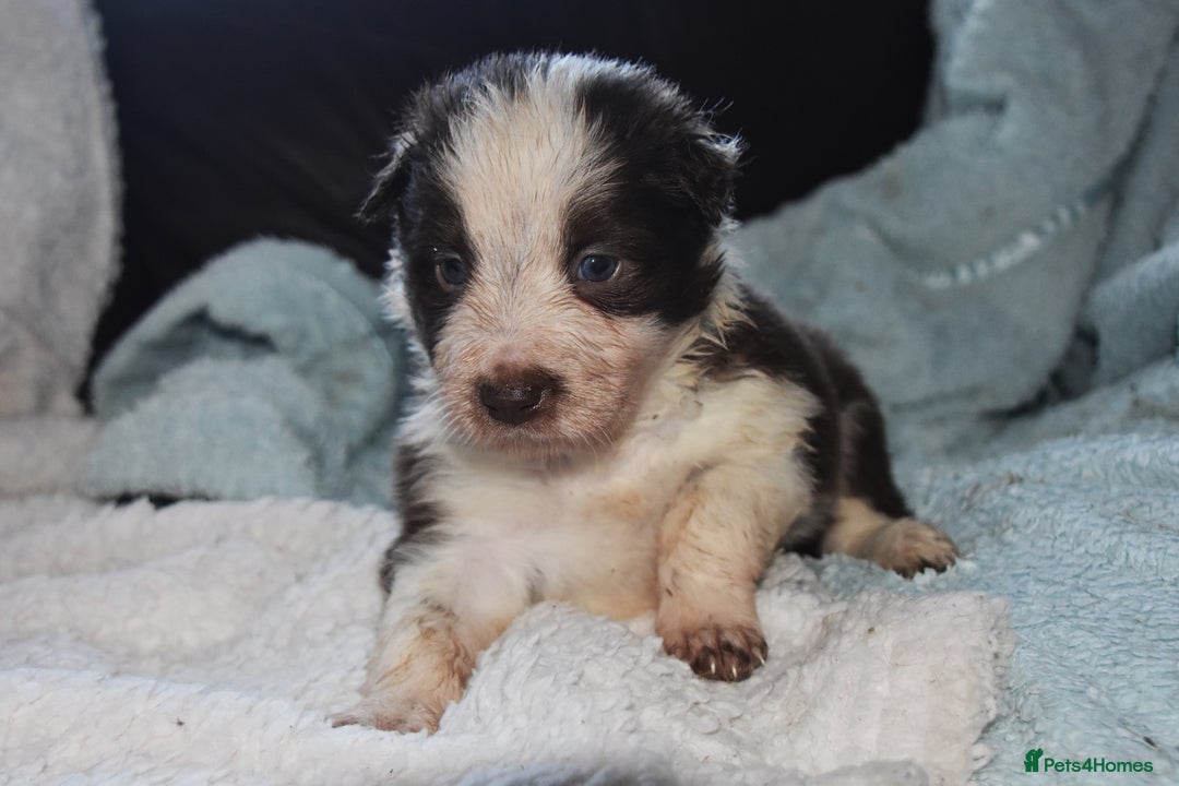 Border Collie dogs for sale: chunky collie pups - Advert 7