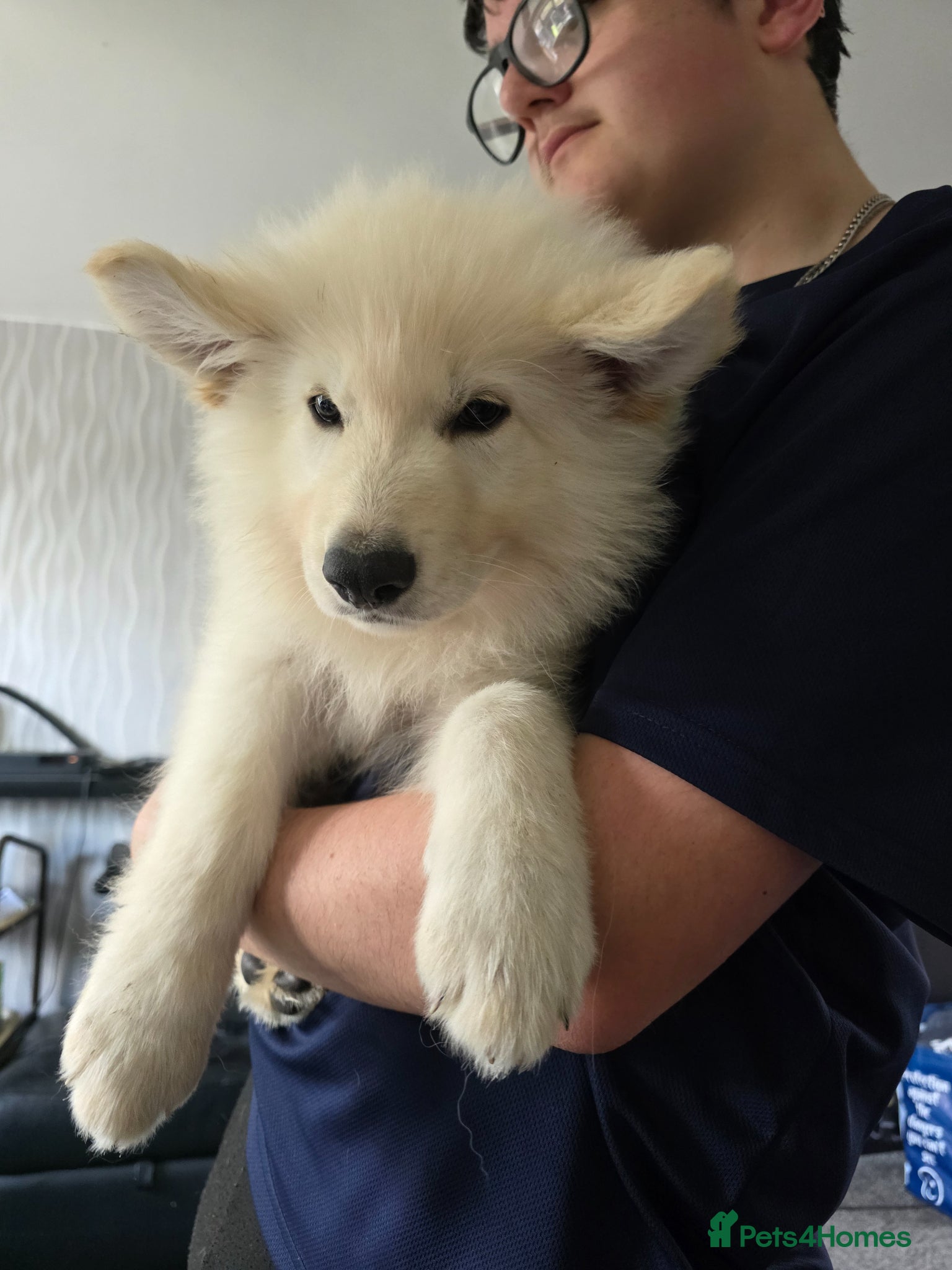 German Shepherd dogs White German Shepherd Puppies ready to leave - Advert 2