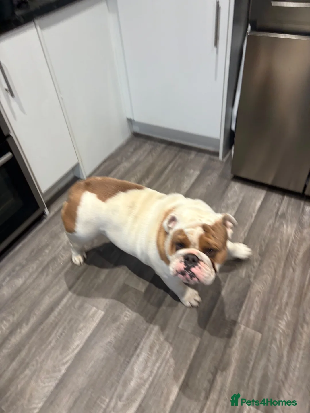 English Bulldog dogs for stud: KC English Bulldog Stud - Advert 9