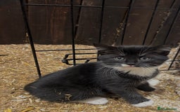 Mixed Breed cats for sale: Gorgeous Part Siberian cross British shorthair  - Image 6