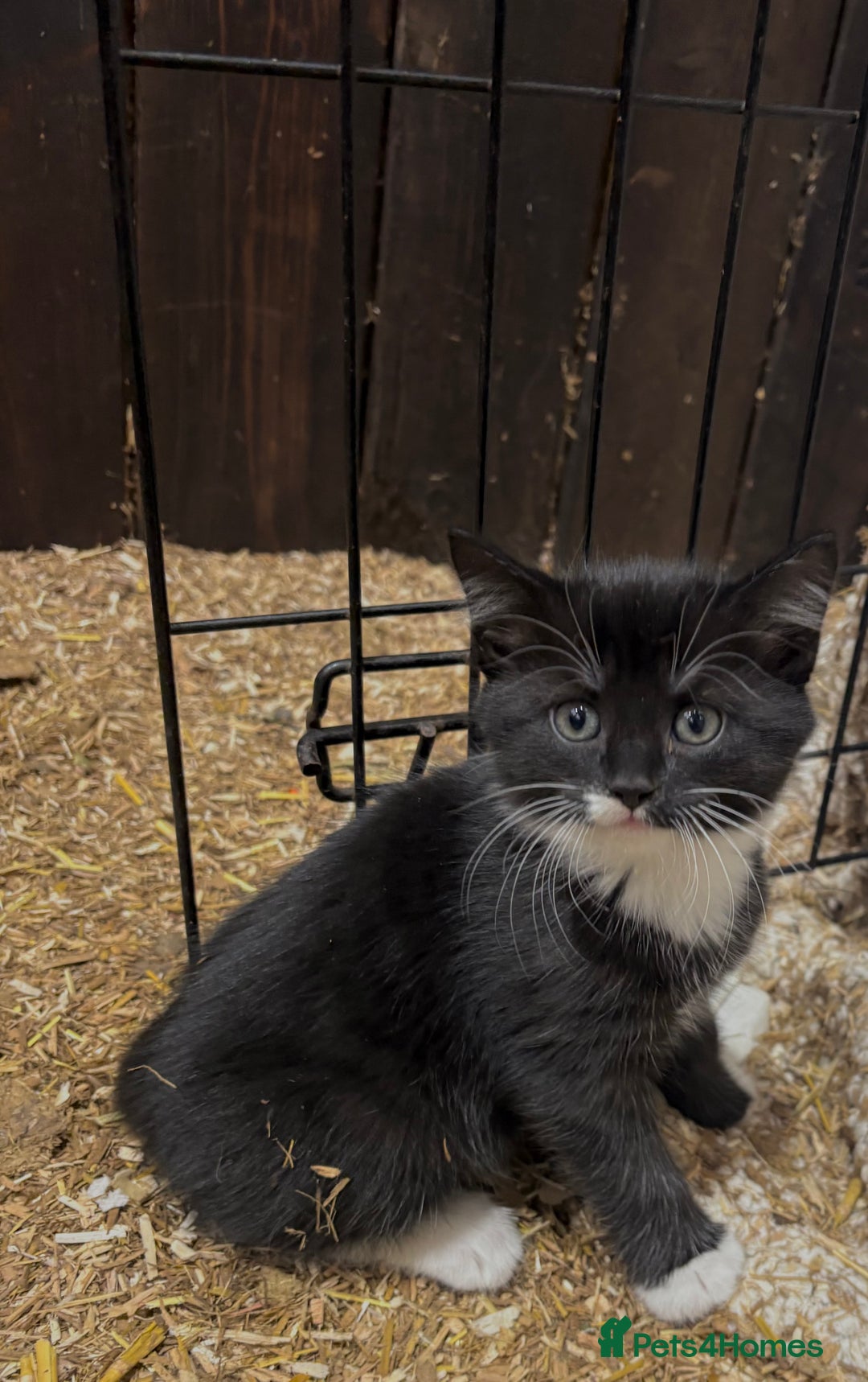 Mixed Breed cats for sale: Gorgeous Part Siberian cross British shorthair  - Image 6