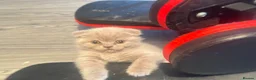 British Shorthair cats for sale: British short hair fold  - Advert 11