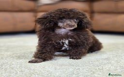 Toy Poodle dogs for sale: Gorgeous Tiny Toy Poodle Pups  - Image 12