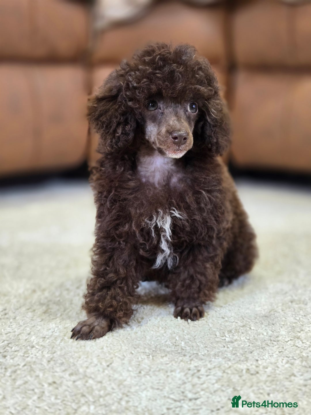 Toy Poodle dogs for sale: Gorgeous Tiny Toy Poodle Pups  - Image 12