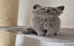 British Shorthair cats for sale: Tica Registered Blue British Shorthair kittens - Image 16