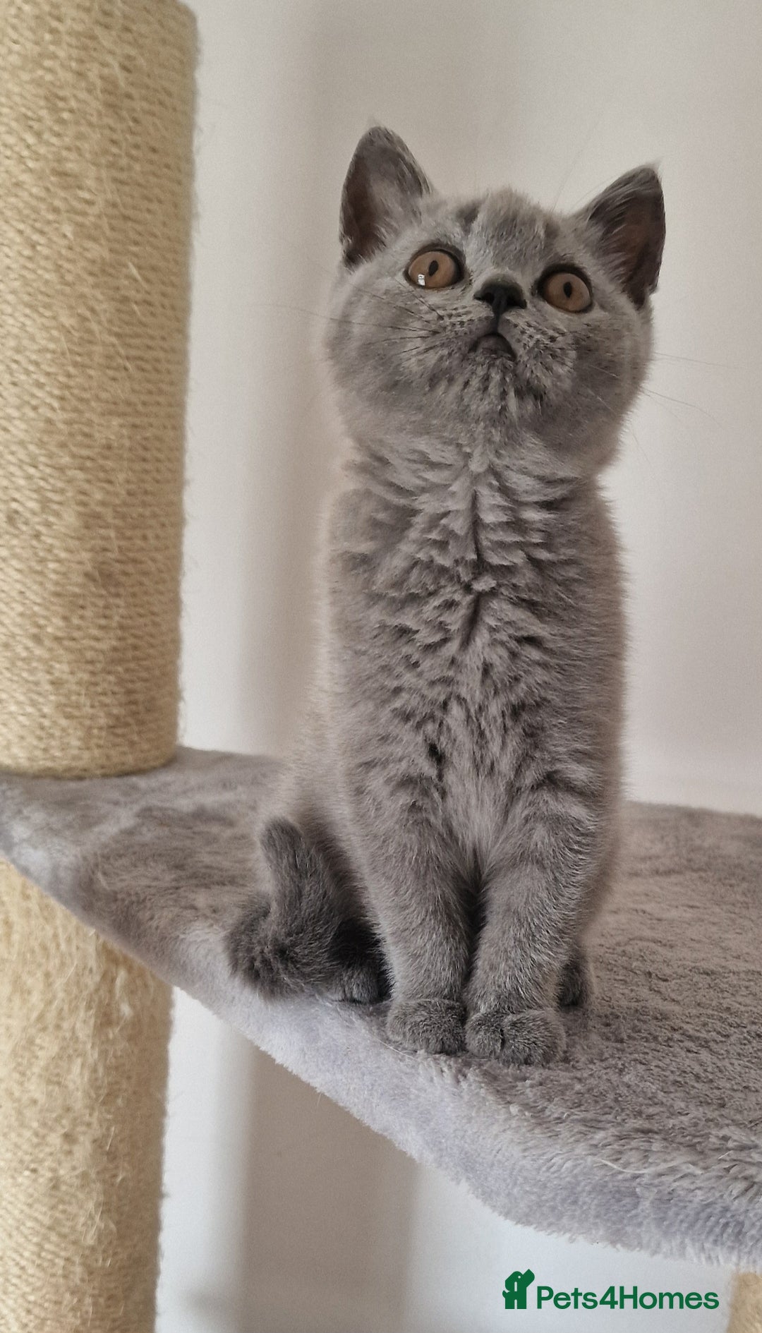 British Shorthair cats for sale: Tica Registered Blue British Shorthair kittens - Image 16