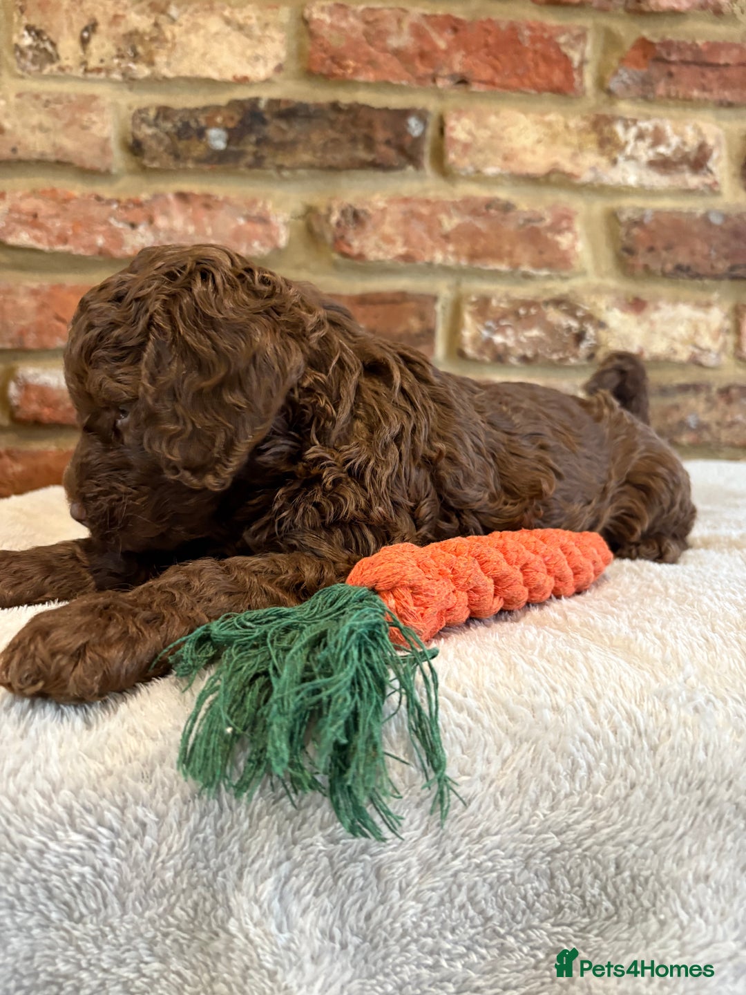 Cockapoo dogs for sale: F1b cockapoo puppies - Advert 21