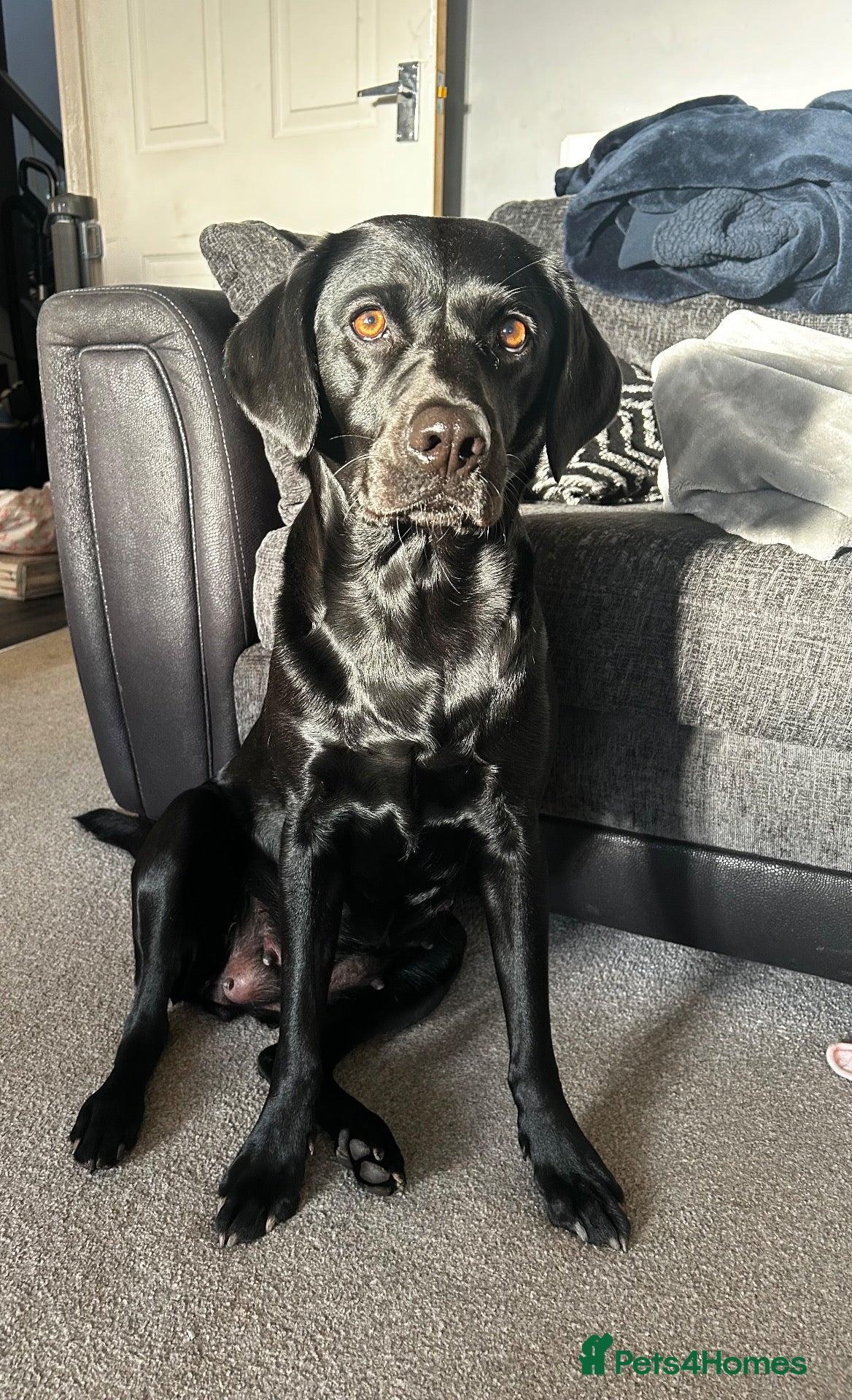 Labrador Retriever dogs Labrador puppies due on 27/10/26 - Advert 1