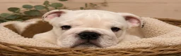 English Bulldog dogs for sale:  KC Reg English bulldog pups genuine breed colour - Advert 11