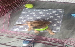 Mixed Breed dogs for sale: American bullweiler  - Image 4