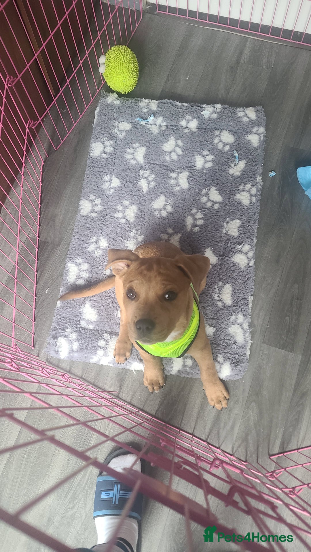 Mixed Breed dogs for sale: American bullweiler  - Image 4