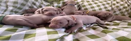 Weimaraner dogs for sale: Exceptional KC Registered Weimaraner Puppies in Abergavenny - Advert 3