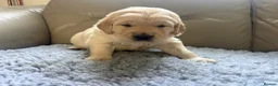 Golden Retriever dogs for sale: Golden Retiever puppies  - Advert 5
