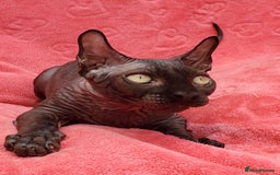 Sphynx cats for sale: Amazing kittens !!! in Maidstone - Image 8