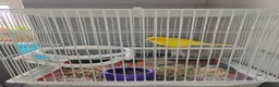 Canaries birds for sale: 1 year old boy canary in Stoke-on-Trent - Advert 7