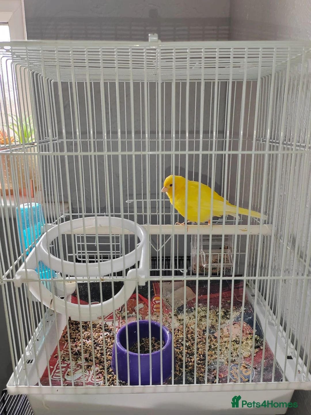 Canaries birds for sale: 1 year old boy canary in Stoke-on-Trent - Advert 7