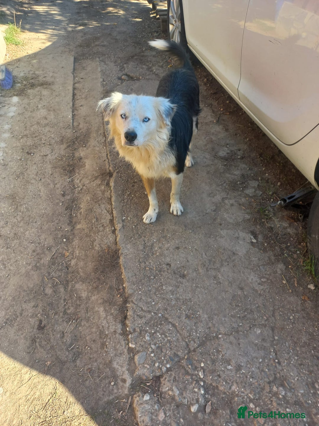 Mixed Breed dogs for adoption: BLUE3 - a lovely boy for a Loving Home - Image 3