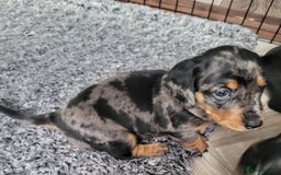 Miniature Dachshund dogs for sale: Miniature Dachshund puppies  - Image 6