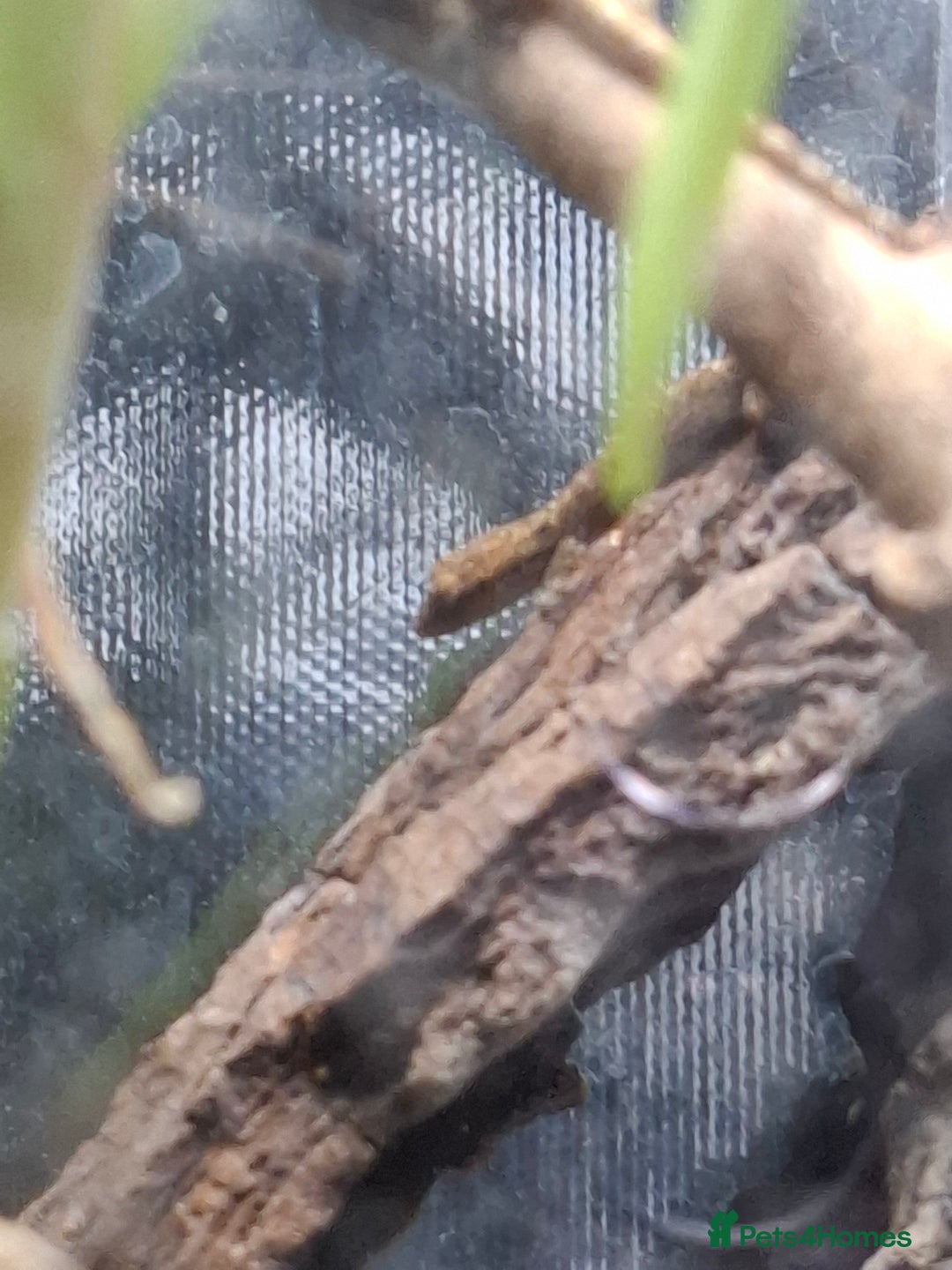 Gecko reptiles for sale: Baby Mourning geckos and Isopods  - Image 2