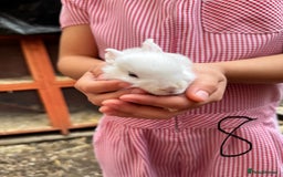 Mixed Breed rabbits for sale: Mixed breed baby bunnies  - Image 8