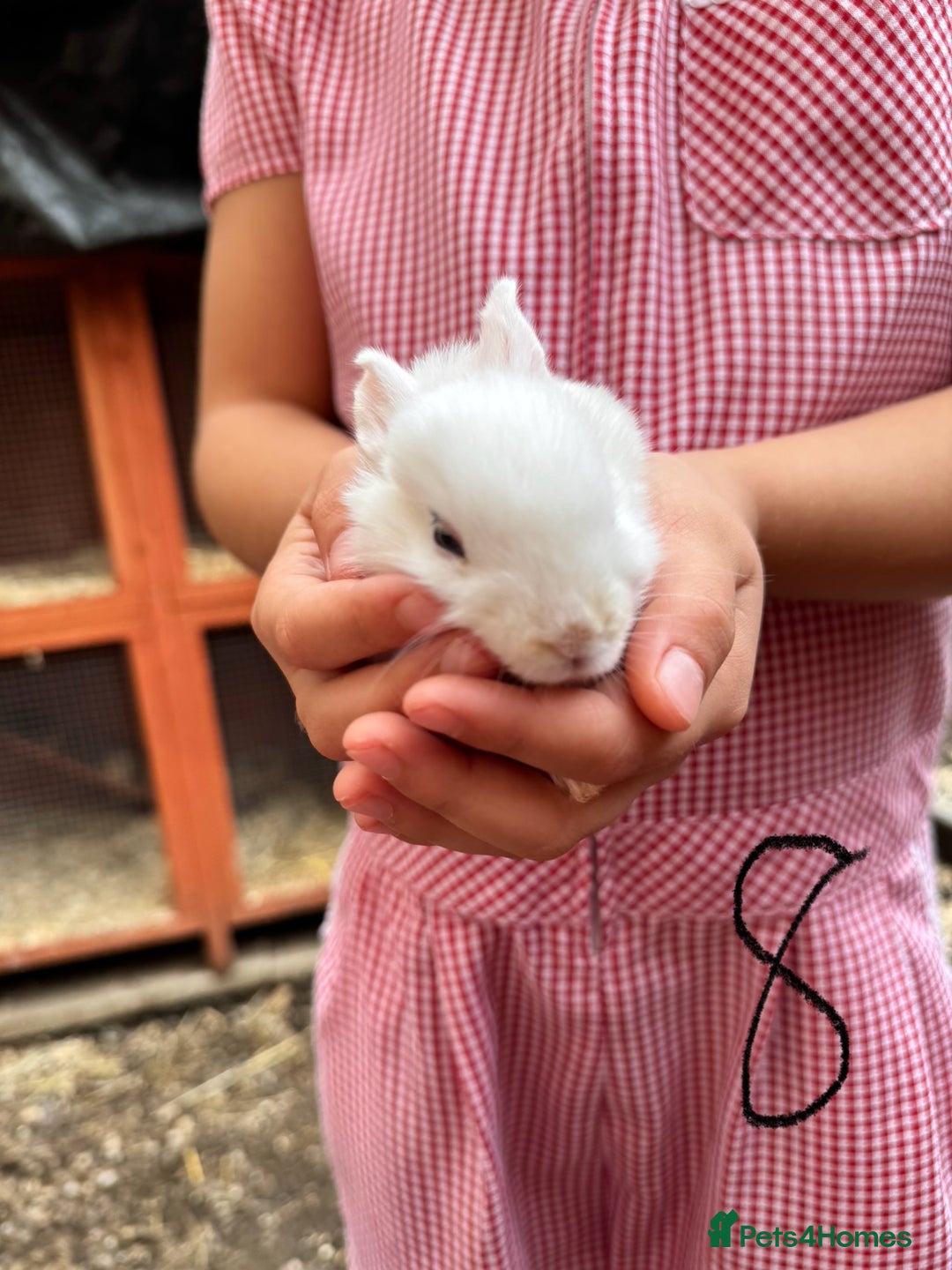 Mixed Breed rabbits for sale: Mixed breed baby bunnies  - Image 8