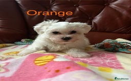 Maltese dogs for sale: Extra mini adorable pups in Bury - Image 13