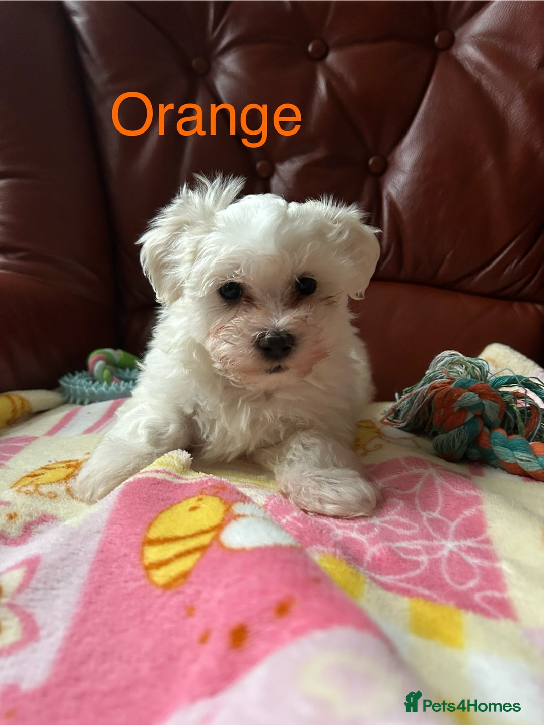 Maltese dogs for sale: Extra mini adorable pups in Bury - Image 13