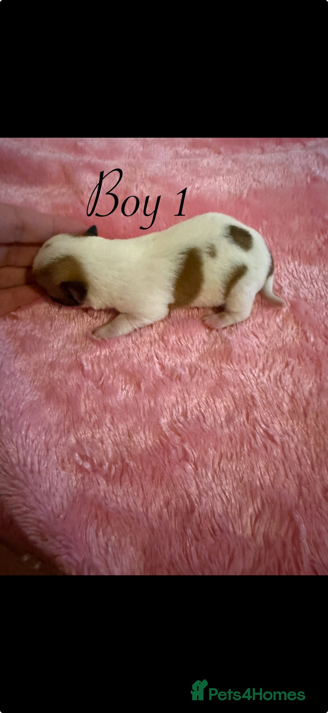 Chihuahua dogs for sale: Beautiful chihuahua puppys - Image 5