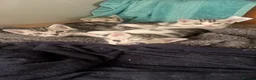 Bengal cats for sale: Half Bengal kittens  in Sowerby Bridge - Advert 4