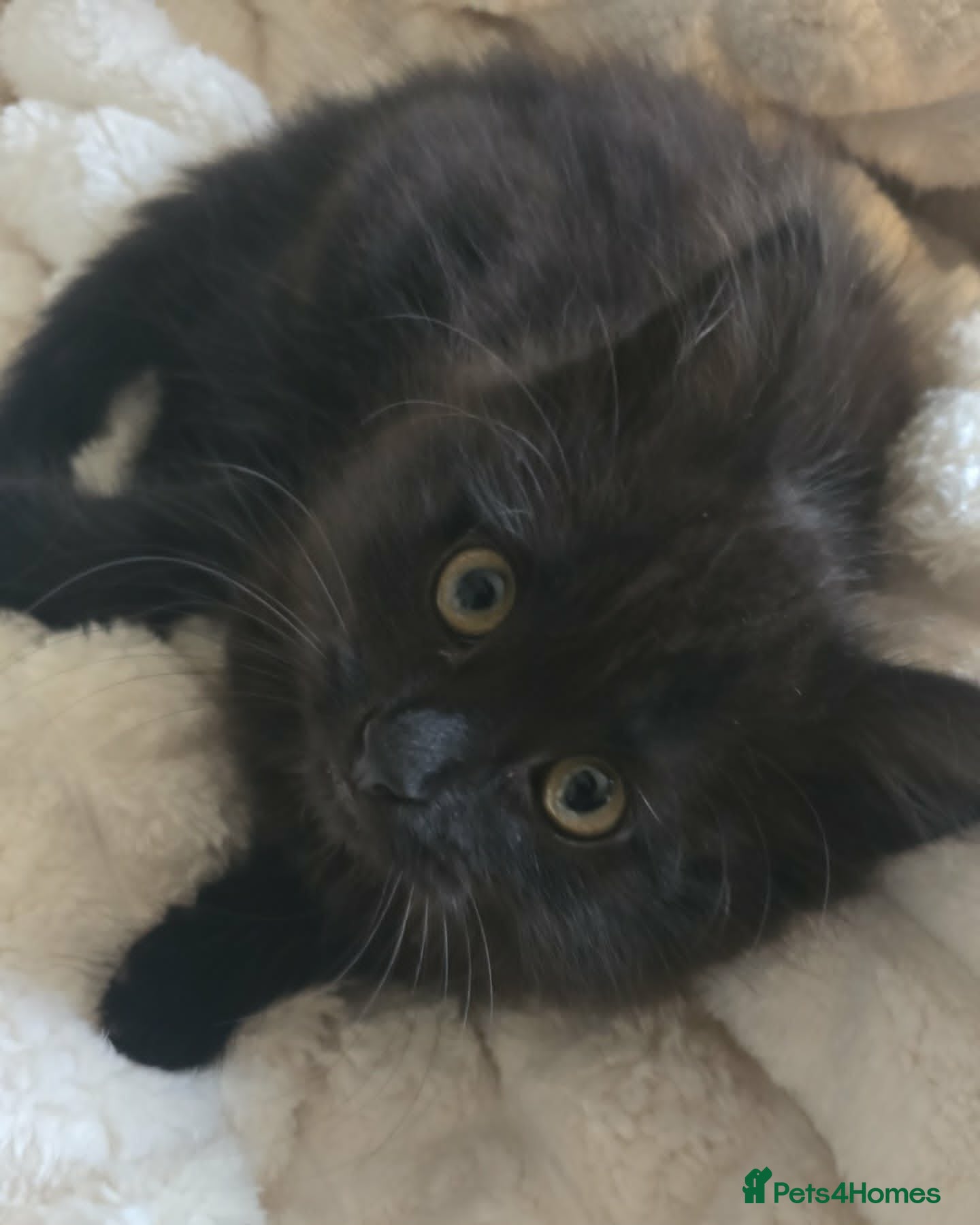 Mixed Breed cats 3 Male Kittens Looking for a new Home In Derby - Advert 1