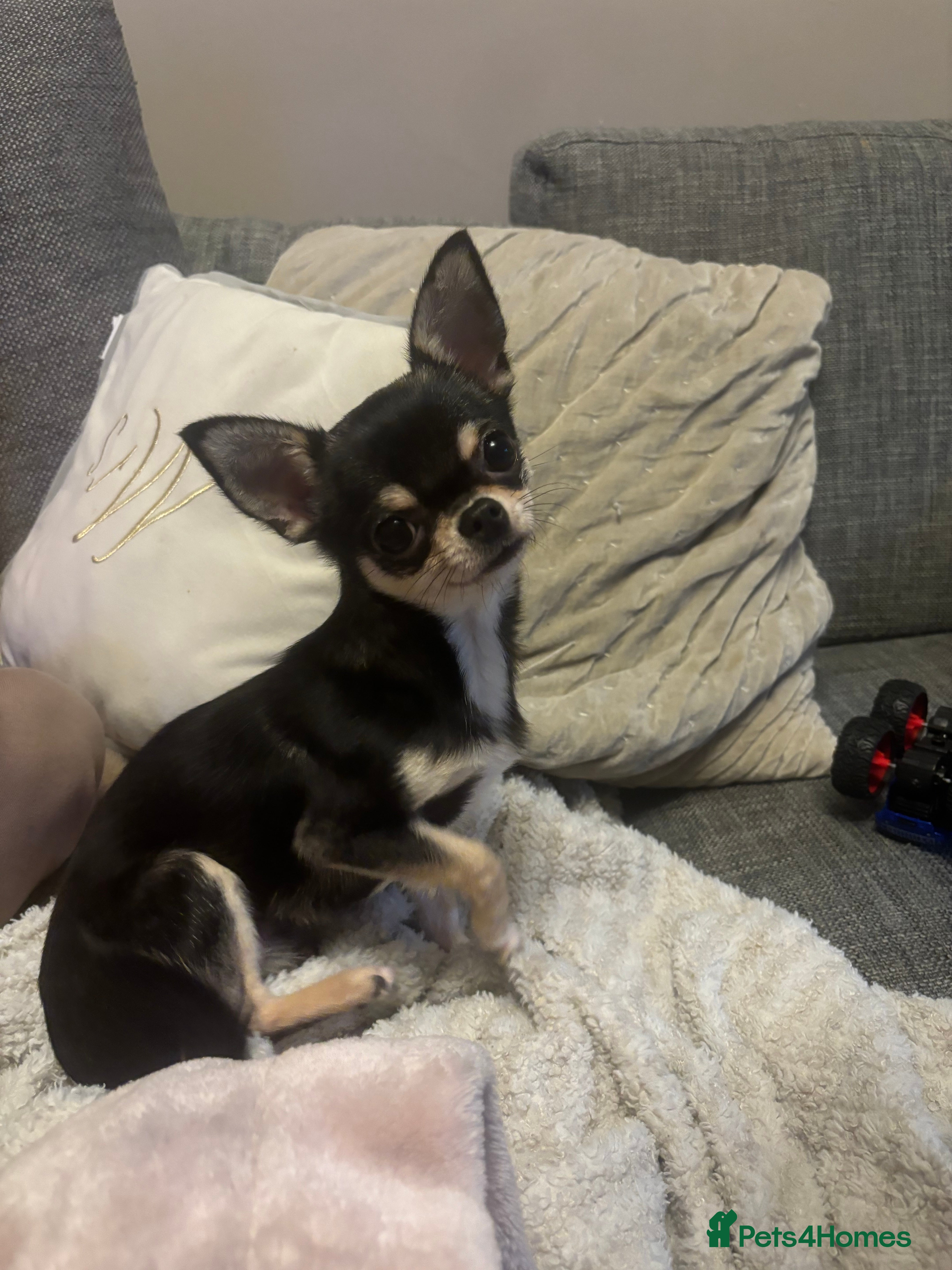 Chihuahua dogs 8 month old chihuahua  - Advert 8