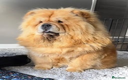 Chow Chow dogs for sale: 🧸🧸Beautiful litter of chow chow puppies🧸🧸 - Image 14