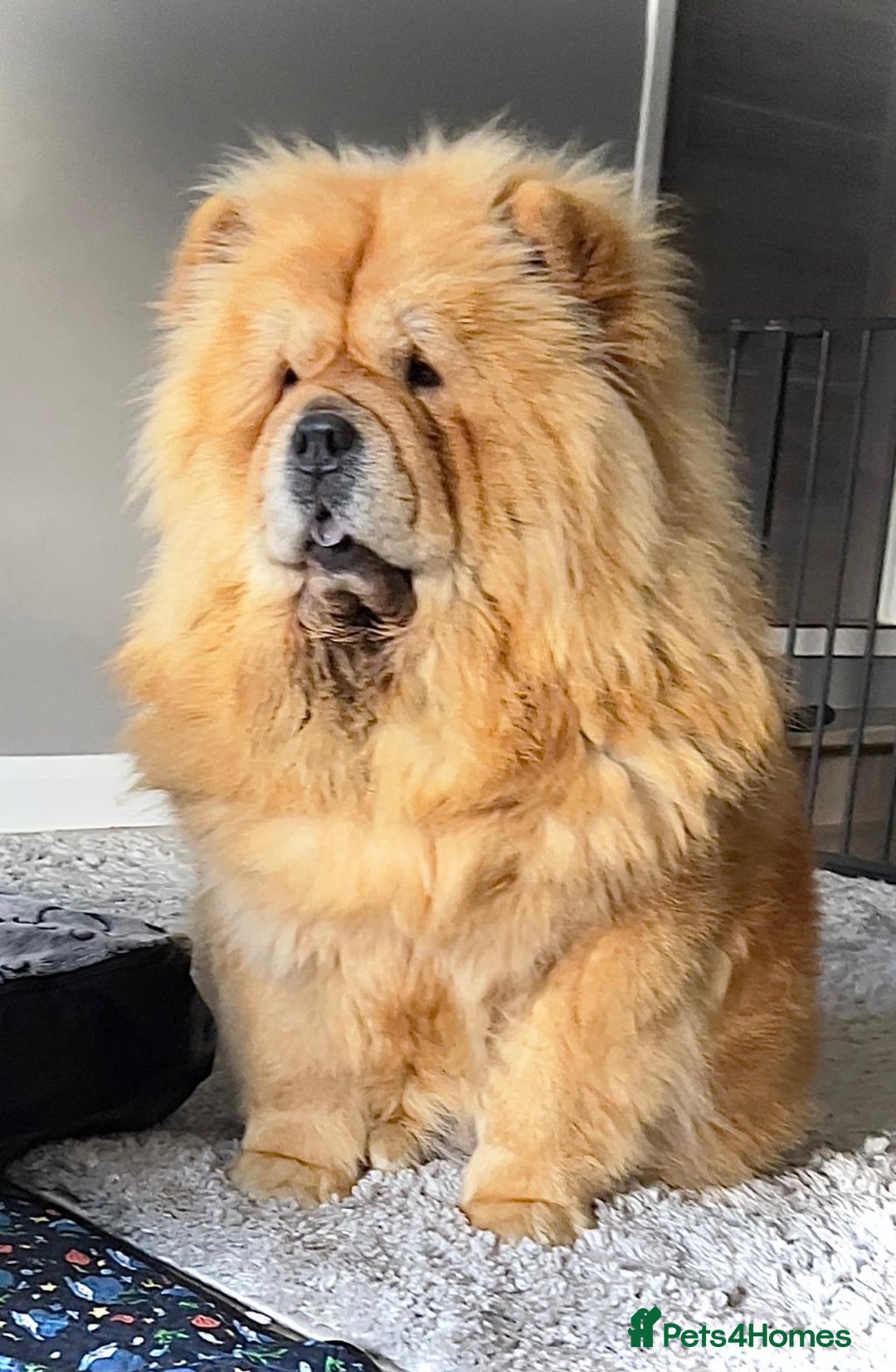 Chow Chow dogs for sale: 🧸🧸Beautiful litter of chow chow puppies🧸🧸 - Image 14