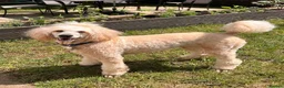 Labradoodle dogs for sale: 🌈 THERAPY/ASSISTANCE PUPS🌈PROVEN🌈 - Advert 9