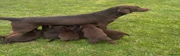 Labrador Retriever dogs for sale: KC chocolate Labrador puppies for sale - Advert 10