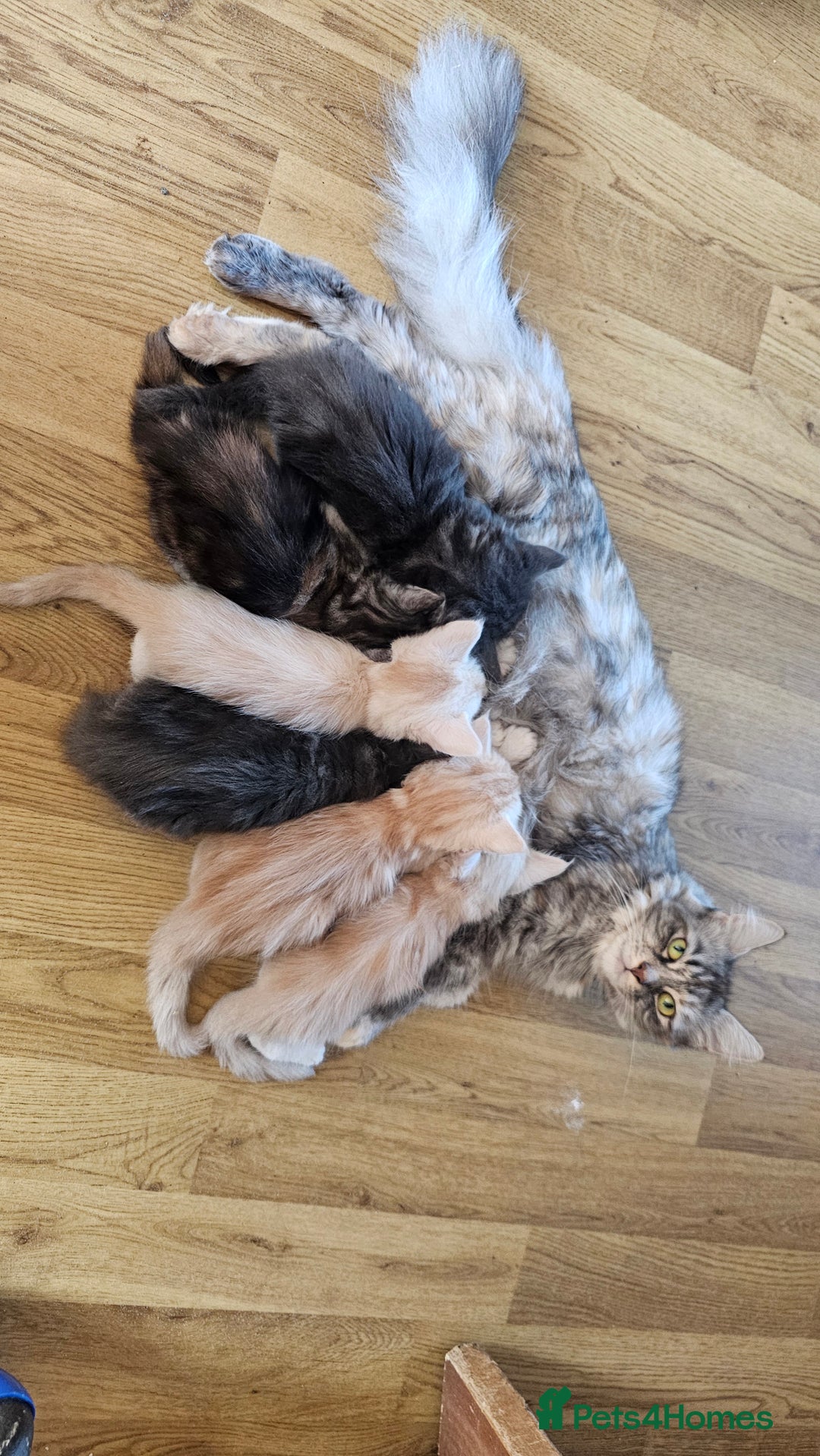 Maine Coon cats for sale: Large Breed Maine Coon Cross - Image 9